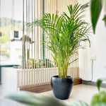 Palm Tree Live Plant Indoor Outdoor, Rare Succulent Palm Houseplant for Indoor or Outdoor Growing, 1 Gallon Pot, Green Leaves Yellow Flowers