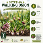Set of 5 Egyptian Walking Onion Live Plants, 2 Year Old Perennial Onions