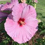 Hibiscus Tree Live Plants for Outdoor Planting, Vibrant Blooms, Size 5-9 Inc in Tall, Dormant in Winter, Spring Fast-Growing (Lady Pink-red)