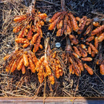 Pack 10 Turmeric Root, Fresh Yellow Turmeric Roots, Curcuma Longa Ginger Roots for Planting or Culinary, Suited for Zones 8 to 11