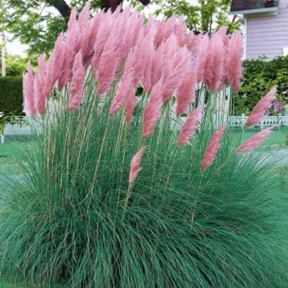 2 Pink Pampass Grass Plants Live for Spring Planting, Size 5-9" in Tall, Oranamental Grass for Outdoor Indoor