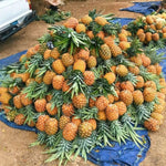 2 Gold Pineapple Plant Live 4-7 Inch Tall, Yellow Pineapple Fruit Plant, Sweet Fruit Plants for Growing in Garden