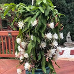 Queen of The Night Cactus Plant Live, Epiphyllum Oxypetalum Plant, 4 Inc Pot, 4 to 5 Inc Long, White Flower