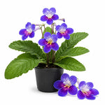 Purple Blue Streptocarpus Lady Slipper Plants in 3.25 Inch Pot, Live Flowering Houseplant for Patio, Containers and Indoor Gardening