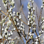 2 Willow Tree Seedlings 6-12'' Tall, Dormant, Bare Roots, Hardy Ornamental Tree for Garden Planting (Pussy Willow Bare Roots)
