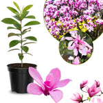 Magnolia Tree Live Plant 6 to 12 Inch Height, Fragrant Magnolia Plant Live to Grow, Magnolia Bush Flowers (Ann Magnolia)