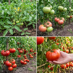 Beefsteak Tomato Live Plants, 2 Plant Per Pot 5-8" Tall