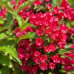 Red Weigela Shrub Plant Live, Hardy Shrub, 2-3 Ft Tall