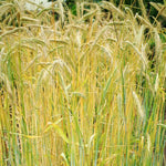 4 Lbs Rye Grass Seeds for Lawn, Rye Cover Crop Seeds for Outdoor Planting, Fast-Growing Grass Seed