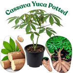 Potted Yuca Plant Live, Thick Trunk Yuca Cassava Sweet Manihot Grow from Cuttings Sticks for Outdoor Planting, 6-9 Inches Tall Yucca, No CA