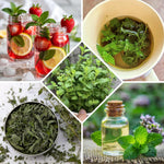 Strawberry Mint Plant Live in 4'' Pot, Mint Herb Plants for Culinary and Garden Growing, Perennial Herbs