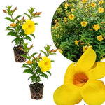 Set of 2 Yellow Allamanda Plant Live, Allamanda Plant, Ornamental Flowering Vine Plants for Outdoor Gardens, No Pot