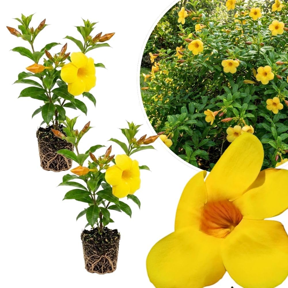 Set of 2 Yellow Allamanda Plant Live, Allamanda Plant, Ornamental Flowering Vine Plants for Outdoor Gardens, No Pot