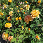Rose Plant Live for Planting Indoor Outdoor, 5-10 Inch Tall, Fragrant Flowers Well Rooted, Roses Bush Shrub (Orange Rose)