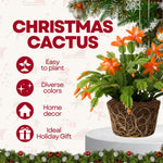 Christmas Cactus Plants Live, Flowering Thanksgiving Cactus with Vibrant Blooms, 4-7'' Tall, Easy-Care Indoor Houseplant (Orange Blooms)