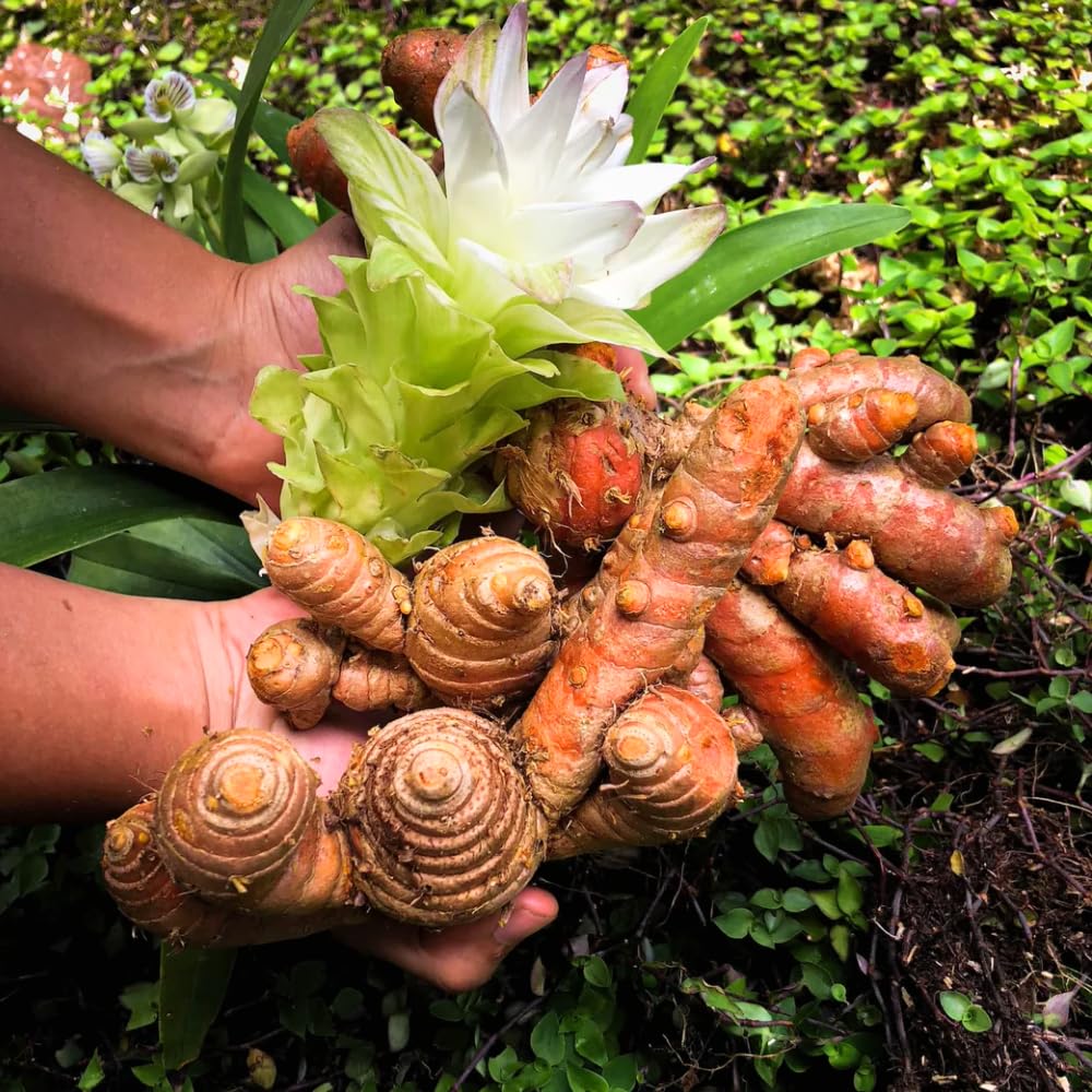 Pack 10 Turmeric Root, Fresh Yellow Turmeric Roots, Curcuma Longa Ginger Roots for Planting or Culinary, Suited for Zones 8 to 11