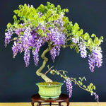 Wisteria Live Plant in 2.5" Pot, 6-12 Inch Tall Fragrant Wisteria Vine for Garden Trellis and Containers, Indoor Outdoor (Purple Wisteria)