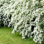 White Spirea Shrub Live Tree Plant in Quart Pot, 1 Year Old Well-Rooted, Dormant in Winter, 6-14 Inches in Tall, Winter Meadowsweets Bush for Planting