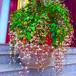Smithianum Light Wallichii Clerodendrum Plants Live, Starter Size 5-9" in Tall, White Blooms Planting Ornaments Perennial Gardening, Spring Bloom