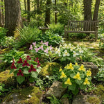 Pack of 10 Trillium Bulbs, Mix Trillium Large Bulbs, Trillium Flower Bulbs, Perennial Flower Bulbs, Easy to Plant Indoors Outdoors, Trillium Bulb