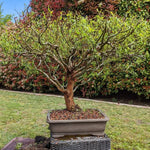 2 Willow Tree Seedlings 6-12'' Tall, Dormant, Bare Roots, Hardy Ornamental Tree for Garden Planting (Rare Willow Bare Roots)