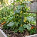 2PPP Cucumber Live Plants, Cucumber Vegetable Plant for Outdoor Planting