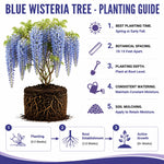 Blue Wisteria Tree Live Plant, Fragrant Flowering Vine in 2.5'' Pot, Blooming Wisteria Tree fot Container and Garden Growing