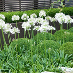 2 White Agapanthus Plants Live, 5-9 Inch Tall, Lily of The Nile Perennial Plants for Outdoor Garden and Landscape