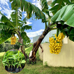 Banana Plant Live, Basjoo Banana Tree Live Plant, Hardy Banana Fruit Seedling 4 to 8 Inch Tall, Indoor Outdoor