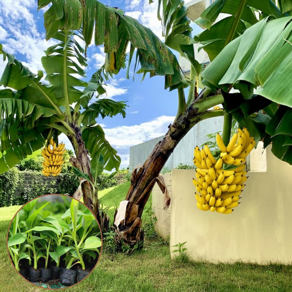 Banana Plant Live, Basjoo Banana Tree Live Plant, Hardy Banana Fruit Seedling 4 to 8 Inch Tall, Indoor Outdoor