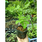 Moringa Tree Live Plant in 4" Pot, Moringa Oleifera Plant 6-10'' Tall, 4'' Potted Plant Ready to Grow Outdoor, No CA