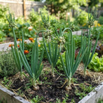 Set of 10 Walking Onion Bulbs, Egyptian Walking Onions Bulbs for Planting
