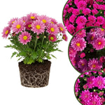 Chrysanthemum Plants Live 4 to 7 Inch Tall, Mums Live Plants, Vibrant Perennial Mum Plant for Planting in Garden (Pink)