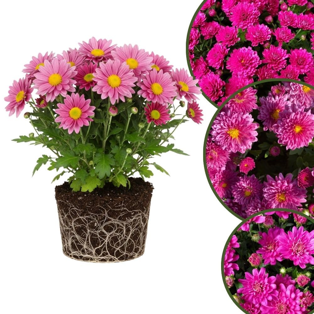 Chrysanthemum Plants Live 4 to 7 Inch Tall, Mums Live Plants, Vibrant Perennial Mum Plant for Planting in Garden (Pink)