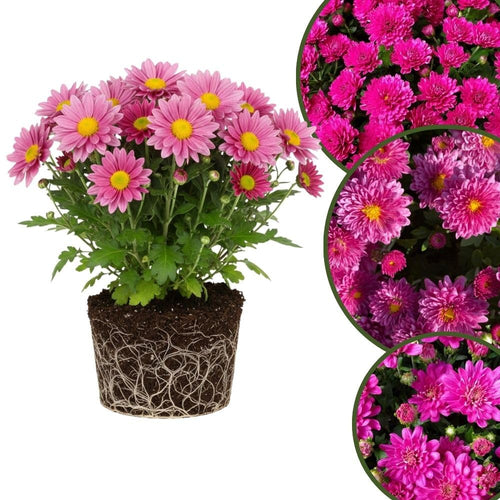 Chrysanthemum Plants Live 4 to 7 Inch Tall, Mums Live Plants, Vibrant Perennial Mum Plant for Planting in Garden (Pink)