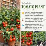 Big Tomato Live Plants, Red Tomato Plant 3-5" Tall
