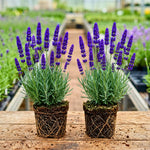 Pack 4 Creek Live Lavender Plants for Outside, Blue Purple Lavender Plants No Pot, 5-7" Tall Gardening Indoor Outdoor Spring Planting