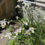 2 African Iris Live Plants, White Bloom Perennial Flowers, 3-5'' Tall, Flowers for Indoor Outdoor Growing