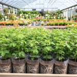 2 Raspberry Plants Live for Planting, Raspberry Bush Live Plants, Size 5-8 Inch Tall, Sweet Raspberry Trees, Well-Rooted (Red Raspberry)