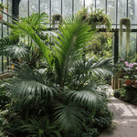 Palm Tree Plant, Live Tropical Palm Tree, Fully Rooted in 3 Gallon Pot, Ready for Outdoor Planting (Seashore Palm)