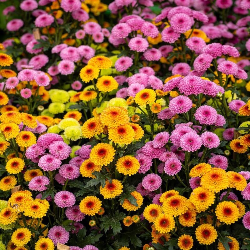 Pack 3 Mix Mum Plants Live, 3 to 6 Inch Tall Assorted Chrysanthemum Plant, Perennial Colorful Flowers, Live Mums Plants for Outside, No Pot