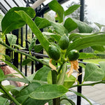 Grafted Meyer Lemon Tree Live Plant, Sweet Lemon Citrus Tree 2-3 Ft Tall, Edible Fruit, Lemon Plant for Outdoor Garden