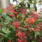 Major Wheeler Honeysuckle Plant Vine Seeds