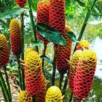 Awapuhi Shampoo Ginger Plant Live, Tropical Pinecone Ginger 3–5 Inch Starter Plant for Garden or Container Growing, Ornamental Flowering Ginger, No Pot