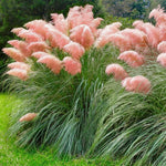 100 Pink Pampas Grass Seeds, Ornamental Grass Seeds for Planting, Perennial Pampas Grasses for Landscaping and Decoration