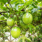 Yellow Passion Fruit Tree Live Plant, Yellow Passionfruit Vine Starter Plant, 4 Inc Potted, Passion Fruit Plant Live Zone 9 to 11