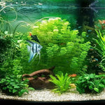 300 Aquarium Water Grass Seeds - Water Grass Ground Covering Seeds Plants for Landscaping and Aquarium Decoration