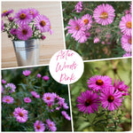 Aster Live Plant, Aster Plant Live, Perennial Asters Plants, Vibrant Flower Blooms, 5-7 Inches in Height for Growing (Pink)