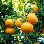 Valencia Orange Plant Live, Orange Fruit Citrus Tree Plant in Gallon Pot, 2-3 Ft Tall, Sweet Citrus Tree for Garden or Contaniers