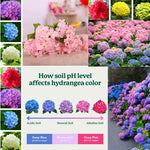 2 Random Change Color Hydrangea Live Plants, Hydrangea Tree Plant, 4-6 Inches Tall, Indoor Outdoor Decorative Flowering Plant, Summer Planting